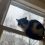Новости в Королеве: Здравствуйте пропала кошка зовут Даша чёрно-белая пушистая под..
