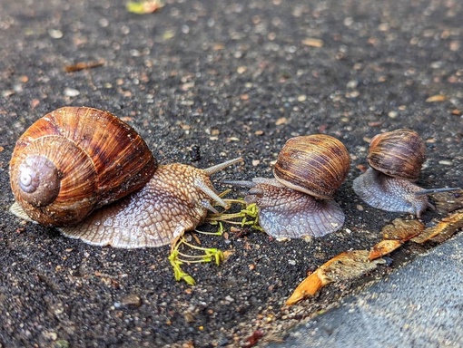 СЕМЬЯ УЛИТОК НА ПРОГУЛКЕ 🐌 
📸 Андрей Ванчинов 
Ни дня без улиток..