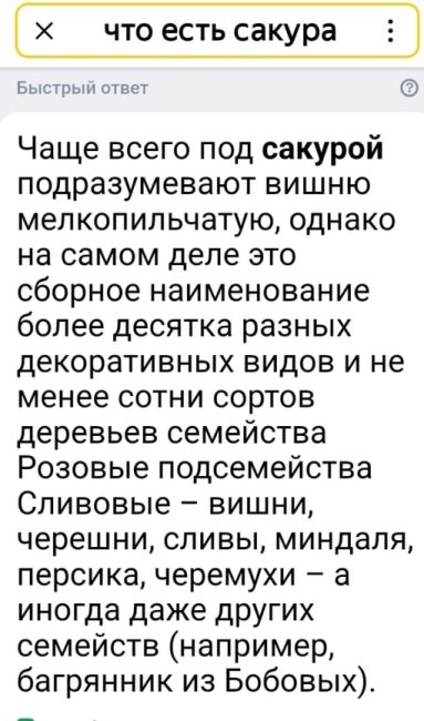 Сакура начала цвести в саду Дружбы на Литейном проспекте 
 
Там..