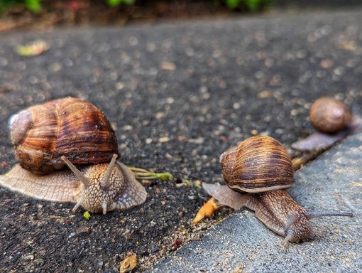 СЕМЬЯ УЛИТОК НА ПРОГУЛКЕ 🐌 
📸 Андрей Ванчинов 
Ни дня без улиток..