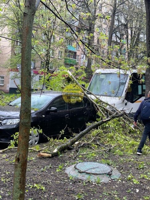 На ул.Кирова между 19 и 20 домом рухнуло большое дерево на..