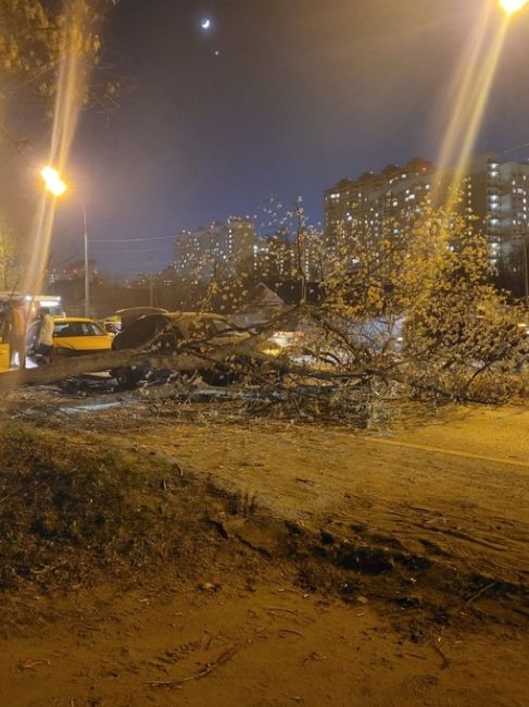 Таксист влетел в дерево на Щелковском шоссе ,повлекло за собой..