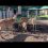 Смотрите как выросли пятнистые оленята, которые живут в Челябинском зоопарке.

Красавцы) 

Видео: тг-канал..