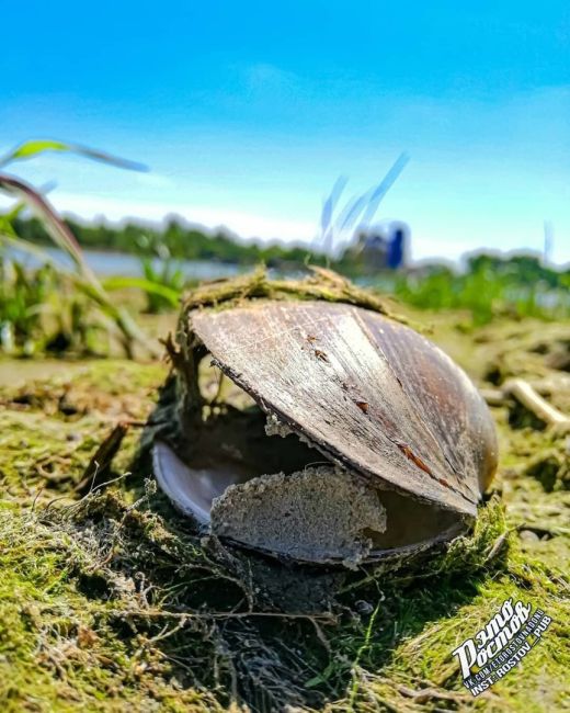 💙 Местные Мальдивы на берегу Дона в районе станицы..