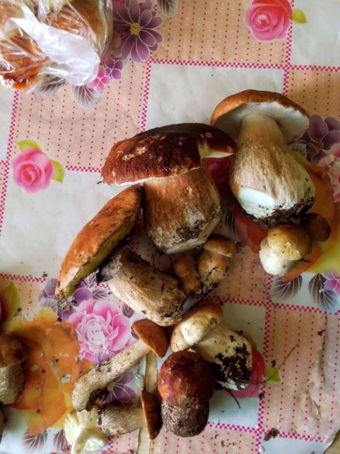 Наш читатель делится фотографиями с небольшой прогулки по лесу в Володарском районе!

Море грибов в лесах..