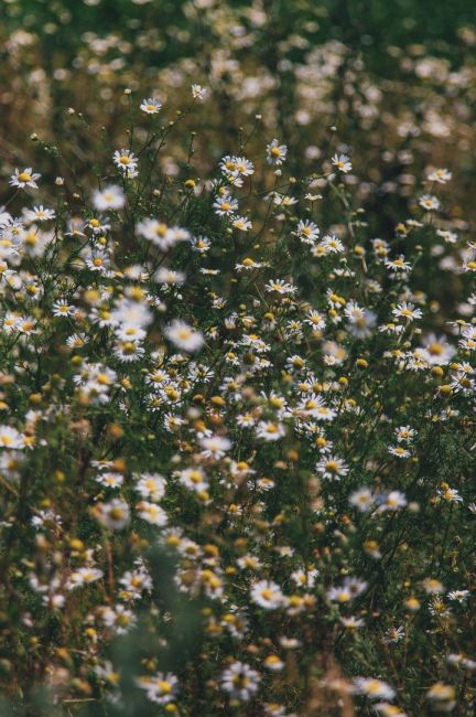 Островок диких ромашек в луговой степи 🌼

Фото: Артём..