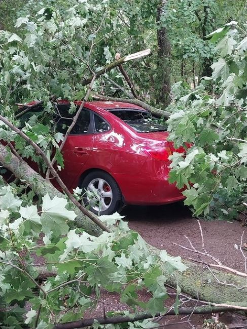 Много поваленных деревьев и других неприятных последствий непогоды
..