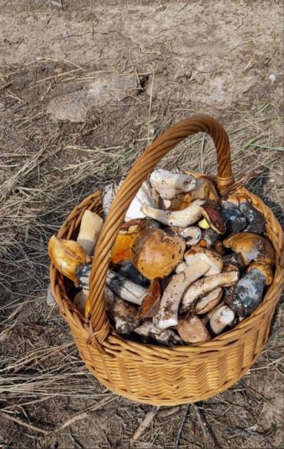 Свердловчане делятся фотографиями грибов, которые нашли в..