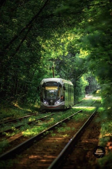 🌳 Сказочный трамвайный тоннель у парка Сокольники

Фото: Андрей..