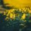 🌻 Цветение подсолнухов в самом разгаре 🌼

Фото: Артём..
