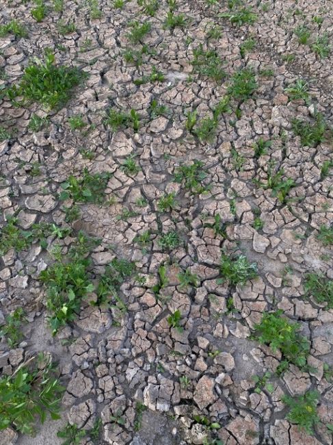 Доброе утро!

Поповский пруд начинает превращяться в Поповский луг. 
фото:..