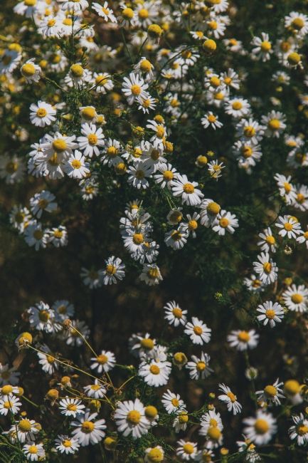 Островок диких ромашек в луговой степи 🌼

Фото: Артём..