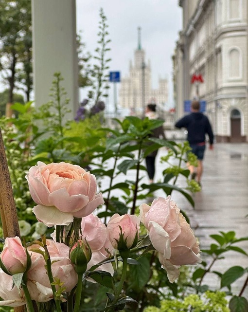 Сад-галерея появился на Новой площади в рамках фестиваля "Цветочный джем". 

Фото..