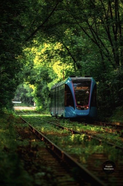 🌳 Сказочный трамвайный тоннель у парка Сокольники

Фото: Андрей..