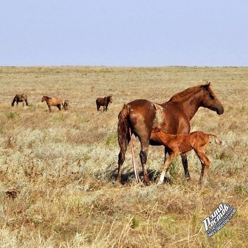 🐎 Донские мустанги в Ростовском..