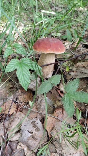 Свердловчане делятся фотографиями грибов, которые нашли в..