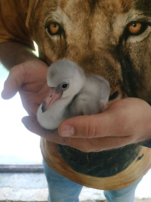 🦩В ростовском зоопарке у стаи розовых фламинго вылупились два птенчика. Красотульки какие...