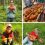 Петербуржцы привозят сотни грибов из лесов Ленобласти и публикуют фото в соцсетях. По их словам, грибы..