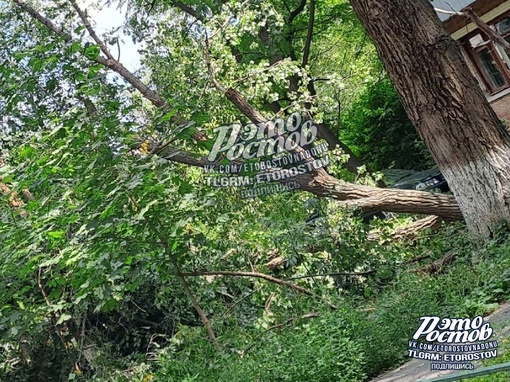 🌳⚠️ На ул.Герасименко упало огромное дерево на..