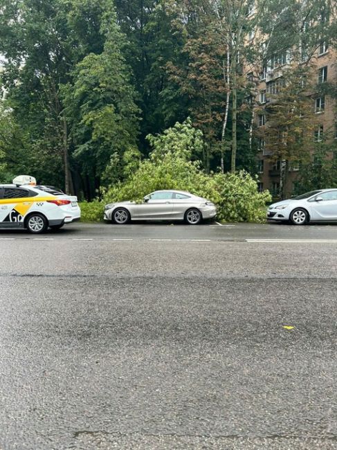 Неутешительный итог непогоды в Москве: упавшими деревьями повреждено 55 машин

И деревья продолжают падать...