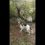 В Апшеронском районе какой то изверг привязал собаку в лесу к дереву и оставил умирать 

Всю ночь она скулила..