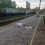 24 июля поезд насмерть сбил женщину между станциями в Новосибирском районе. Трагедия произошла недалеко от..