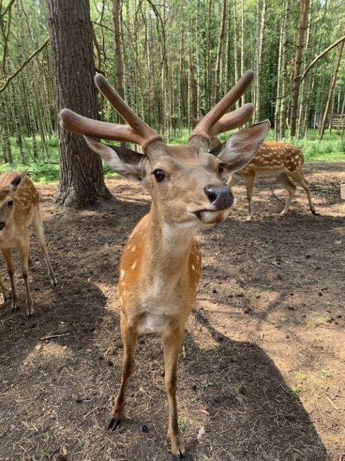 🦌 Сказочное место с волшебными обитателями прямо в нашей области!

📍 Экотропа «Копорье» в Городецком..