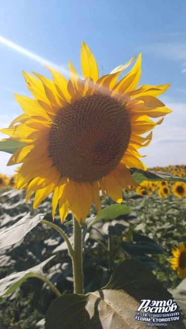 🌻Символы Донского..