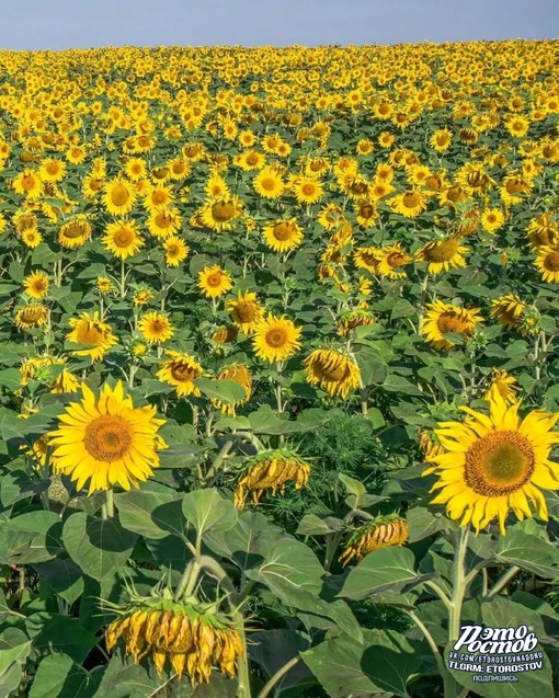 Время фотогеничных подсолнуховых полей..