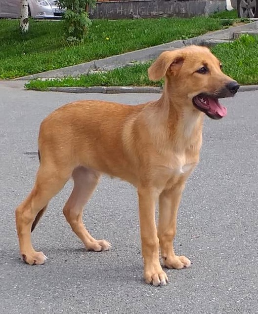 Отдадим в добрые руки отличного щенка 🐕 
Смелая, любопытная , ласковая девочка, около 4 месяцев,. 
Обработана..