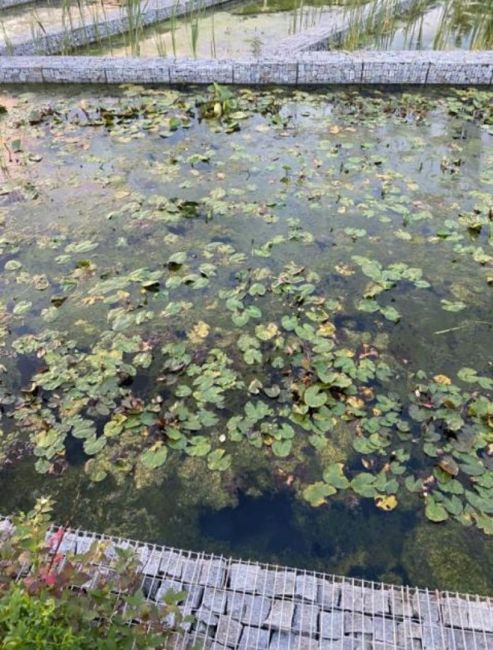 Анон. В центральном парке Озеро Кабан перестали ухаживать за растениями в искусственно-созданных водоёмах...