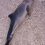 На Павло-Очаковской косе жители нашли двух мертвых дельфинов вида «азовки»

Их часто наблюдают в..