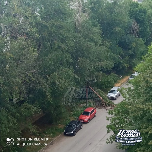 🌳⚠ «Ул Мыльникова, 1А. Проезд затруднен. Висят оборванные провода под напряжением. Может службы увидят..