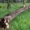 В деревне Чупино Искитимского района упавшее дерево убило многодетную мать.

В Искитимском районе..