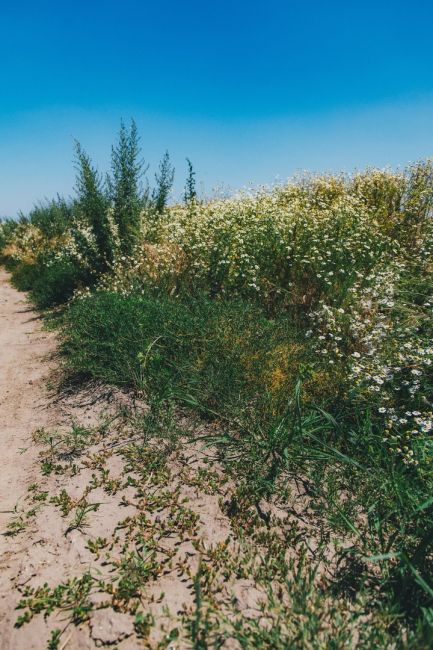 Островок диких ромашек в луговой степи 🌼

Фото: Артём..