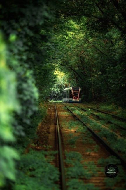🌳 Сказочный трамвайный тоннель у парка Сокольники

Фото: Андрей..