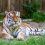 ☀ Сегодня, 29 июля, у ростовского тигра Устина праздник — он отмечает Международный день Тигра 🐅 💛 

Большой..