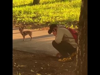 ЛУЧШИЙ СОБАЧНИК В БАЛАШИХЕ 🐶
Молодой человек учит собаку, как правильно копать. Правда же?..