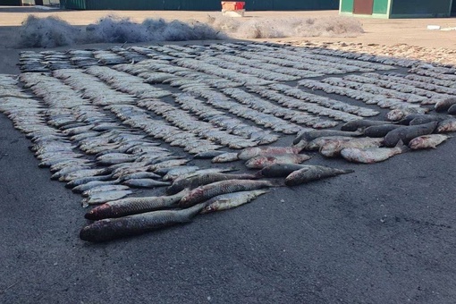 Браконьер в Таганрогском заливе наловил рыбы на пять миллионов рублей, но его поймали полицейские...