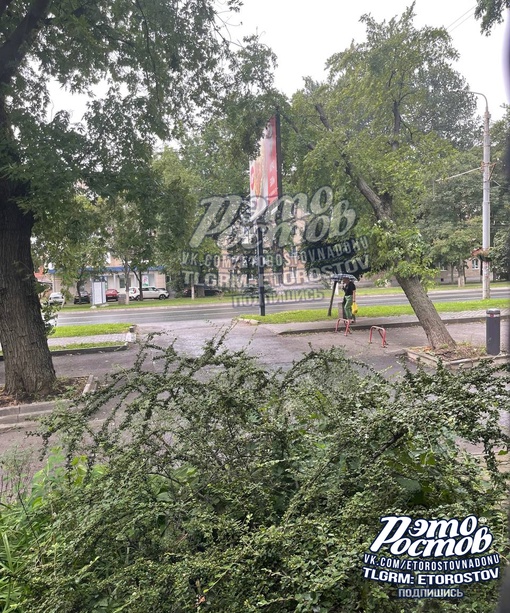 ⚠🌳«На проспекте Шолохова в течение дня дерево наклонялось, ростовчане продолжались под ним ходить. По..