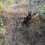 В Батайске неизвестные повесили собаку на дереве

Прохожий увидел беззащитное животное на дереве, когда..