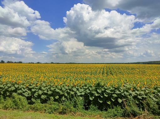 🌻 Подсолнуховое море в окрестностях..