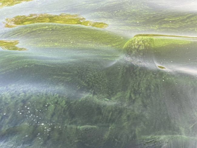 Самарцы делятся завораживающими кадрами "цветущей" Волги 28 июля 

Толща вода объята тиной 

Единственным..