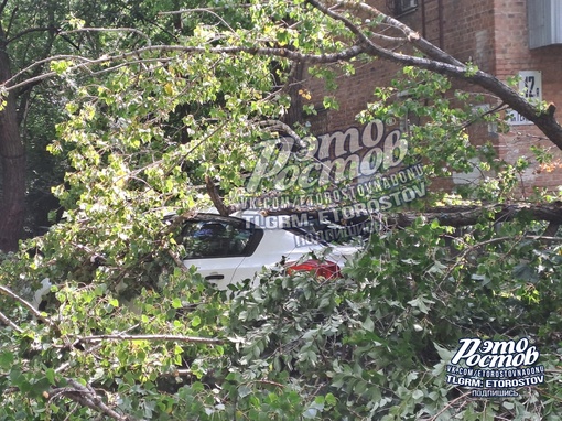 🌳⚠️ На ул.Герасименко упало огромное дерево на..