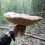Грибной сезон в Ленинградской области в самом разгаре — грибов много! Некоторые очень большие, а некоторые..