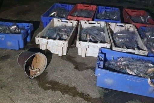 Браконьер в Таганрогском заливе наловил рыбы на пять миллионов рублей, но его поймали полицейские...