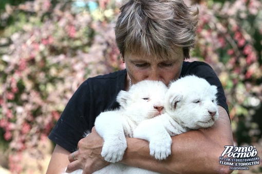 Самое милое за сегодня: В России родились двое редких белых львят 🤍🦁 

Всего в мире их существует 300 особей,..