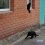 Два ростовских котана пошли на дело, но были застуканы на месте..