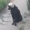 В Волгодонске заметили собаку с куском трубы на голове

Жители бьют тревогу и просят поймать животное,..