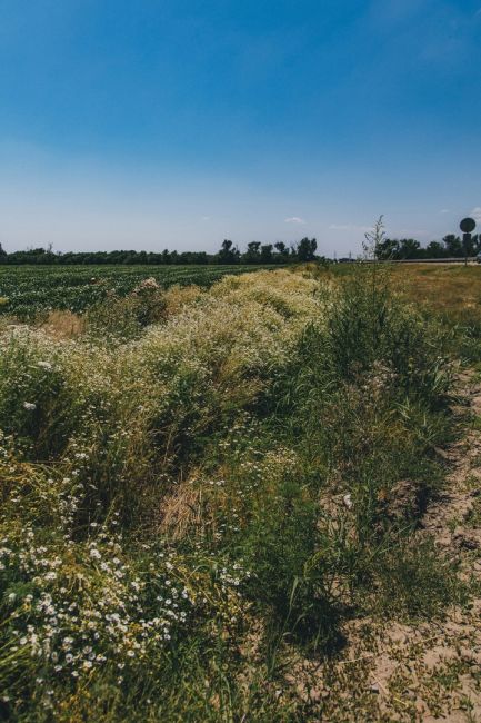 Островок диких ромашек в луговой степи 🌼

Фото: Артём..